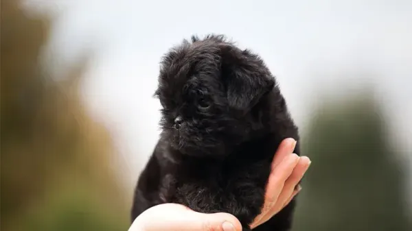 affenpinscher