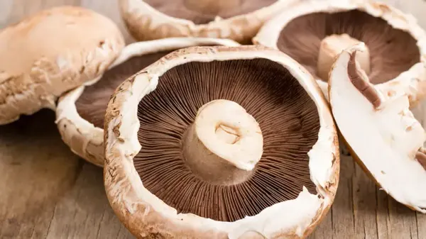 can you feed portobello mushroom to your pets