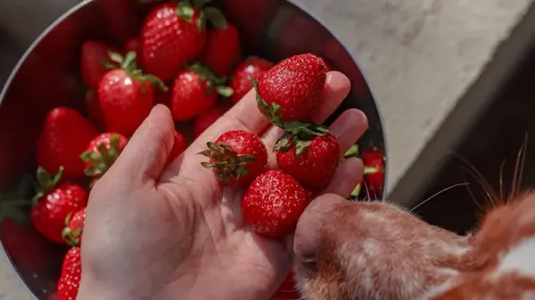 can you feed strawberries to your pets