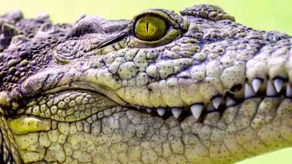 crocodile eyes