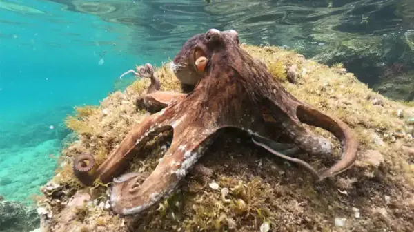 deep sea octopus