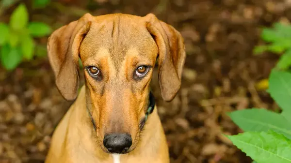 dog guilty look