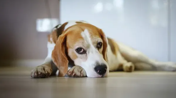 dog lymphatic system