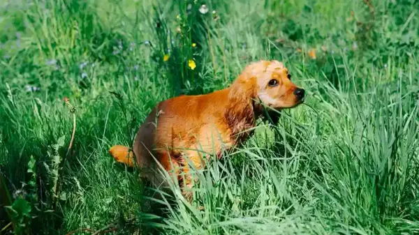 dog poop color
