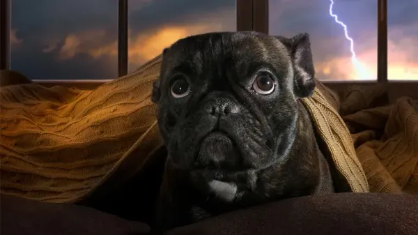 dog storm anxiety