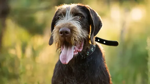 german wirehaired pointer