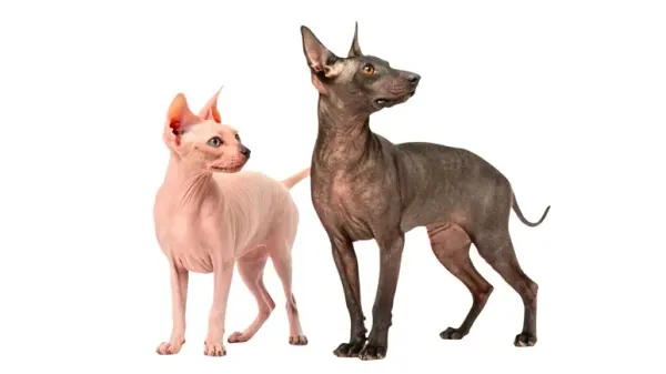 hairless cat dog breeds