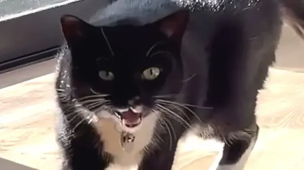 her meow sounds like nothing youve heard