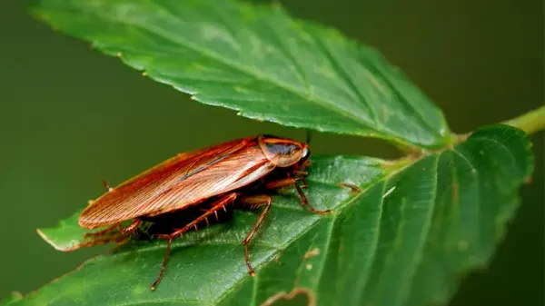 insect evolution