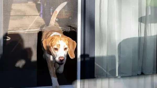 lost dogs and their finders