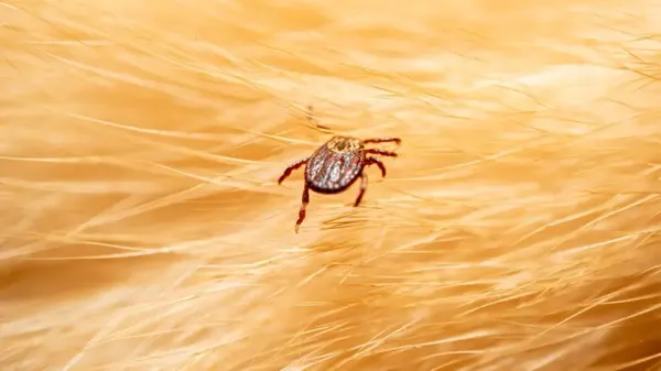 lyme disease dogs