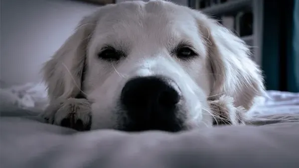 most common preventable canine diseases