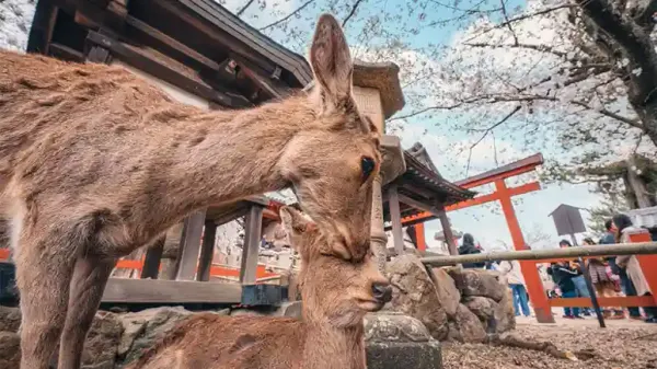 mother deer respond cries other animal babies