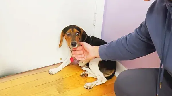 one week changed this dogs life forever