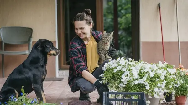 pet friendly houseplants