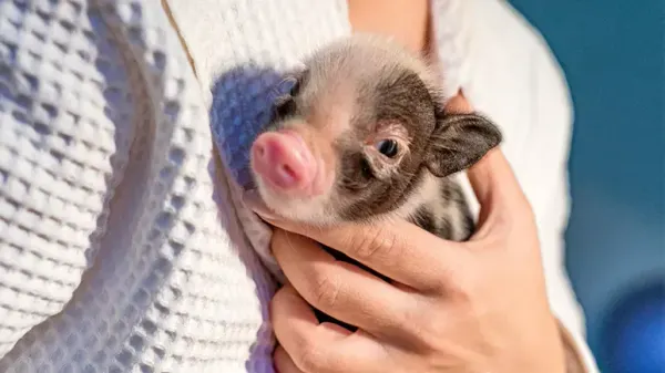 pet pig