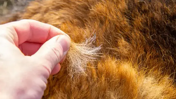 pets skin coat care