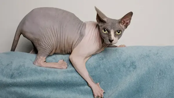 sphynx cat
