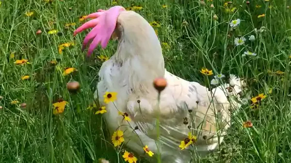 the day this hen got her life back