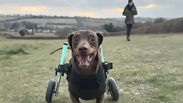 the happiest dog on 4 little wheels
