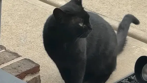 this cat didnt ask he moved in