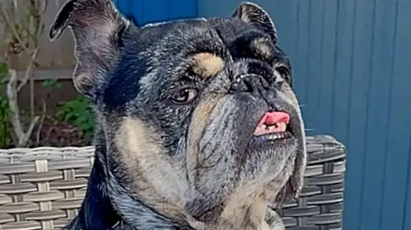 this dog has the biggest attitude ever