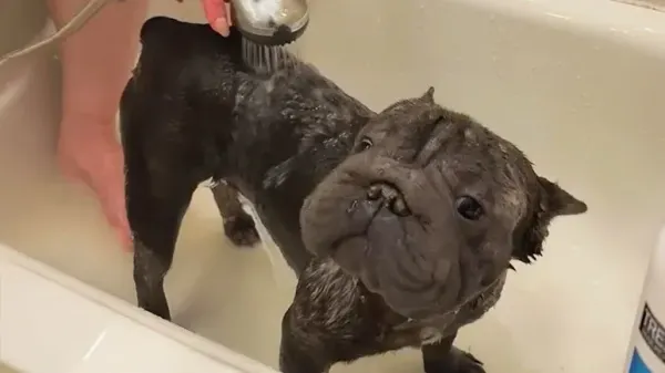 this dogs face hid a painful truth