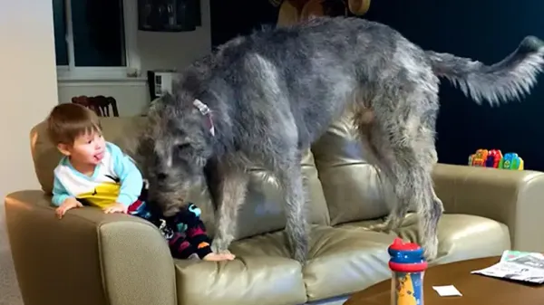 this gentle giant thinks hes a lap dog