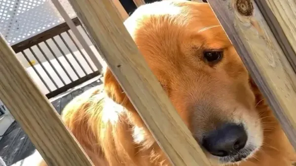 this sensitive dog will melt your heart