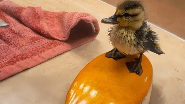this tiny duck chose the right human