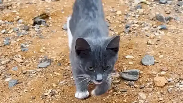 this tiny kitten chose the right runner