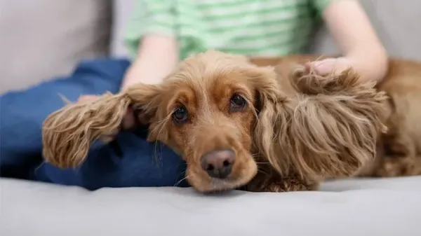 why do some dogs dislike children