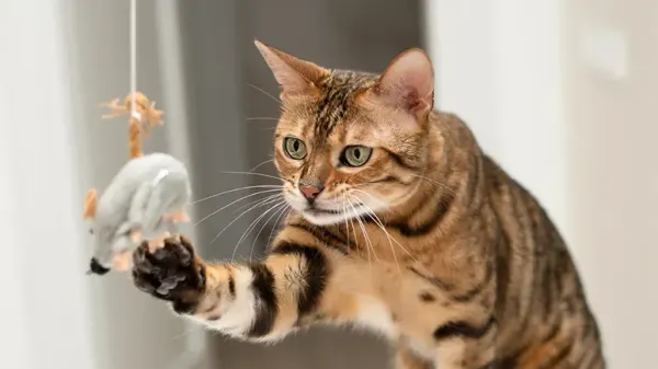 wild cat instincts
