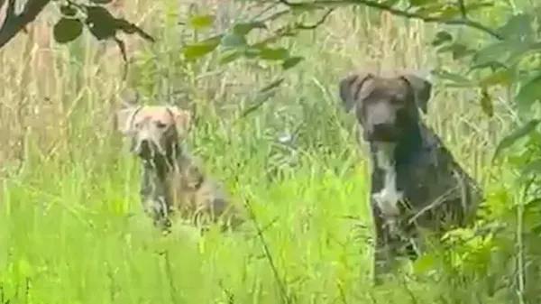 2 mama dogs refused to leave each other