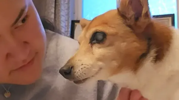 22 year old dog still gets zoomies for dinner