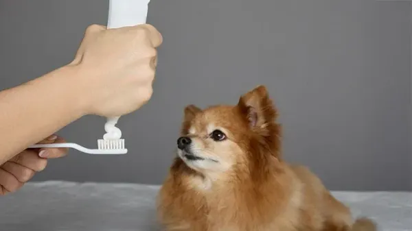 bad breath in dogs
