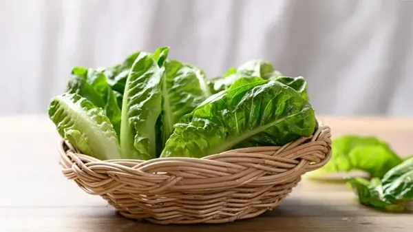 can you feed romaine lettuce to your pets