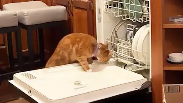cat spends years cracking the dishwasher code
