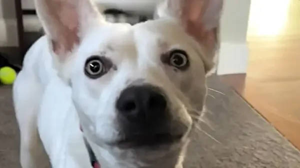 deaf dog has her own secret language with her family