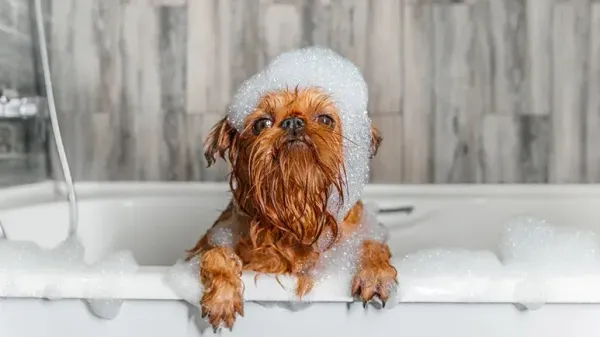 dog bathing schedule