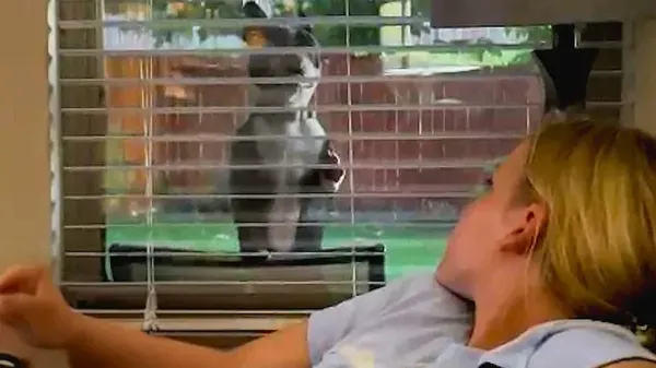 dog busts through fence to see his favorite kids