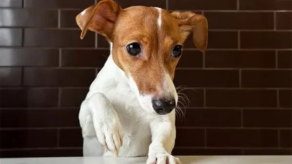 dog cushings disease