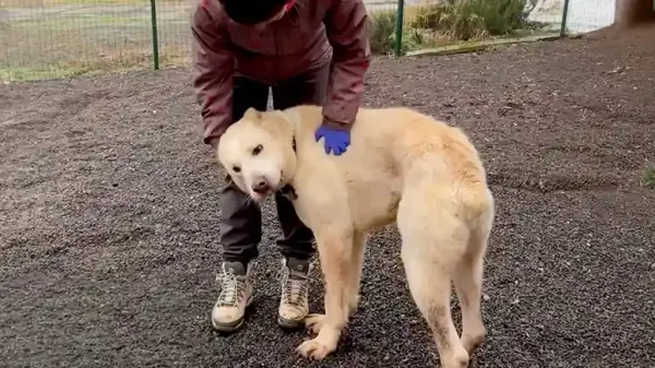 dog opens his mouth for the first time in 3 years