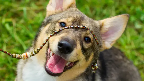 dog ownership heart health protective benefits