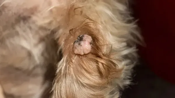 dog warts