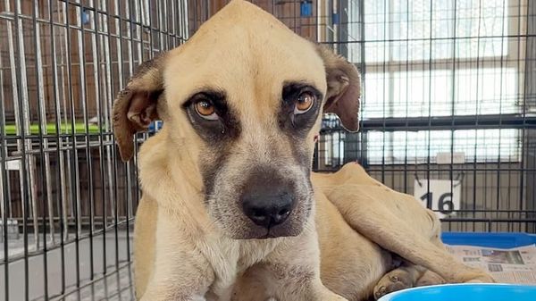 dog who had given up gets her spark back
