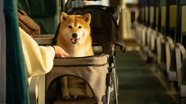 dogs air travel