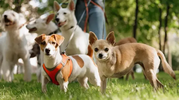 dogs prefer petting to praise