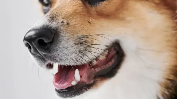 dogs teeth facts