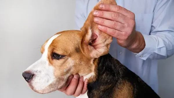 ear problems in dogs